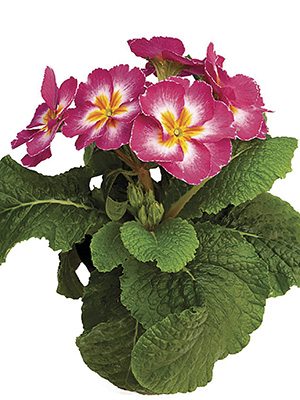 Первоцвіт високий Piano Rose Bicolor F1