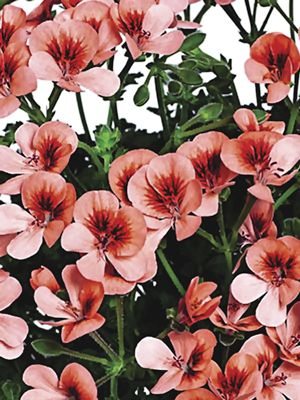 Пеларгония виолоцветная Angeleyes Orange (1 шт)