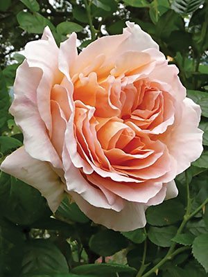 Троянда шраб Polka (1 шт) - 1