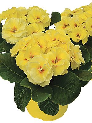 Первоцвіт звичайний (акауліс) Rubens Lemon Shades F1