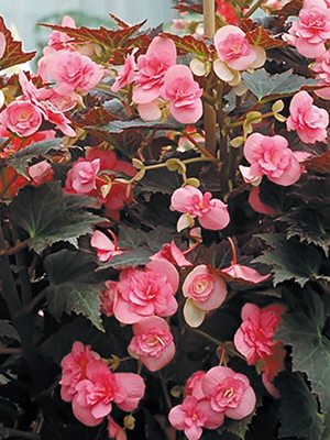 Бегония вечноцветущая Double Dark Pink (Р12) (1 шт) - 1