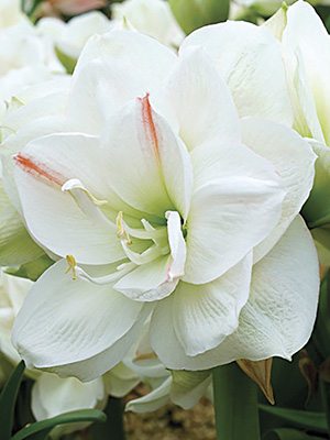 Гиппеаструм гибридный White Amadeus 22/24 (1 шт) - 1