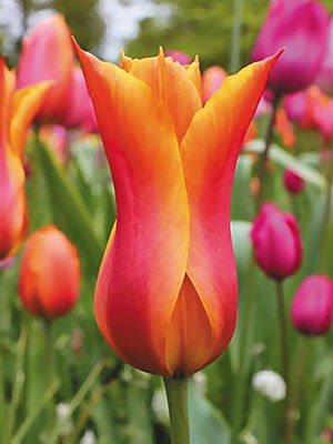 Тюльпаны Лилиецветные Ballerina 10/11 (20 шт) - 1