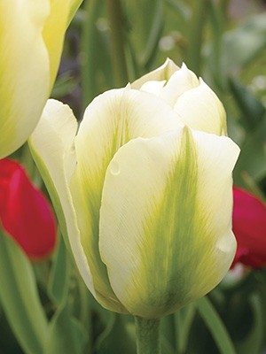 Тюльпани Зеленоквіткові Spring Green 10/11 (20 шт) - 1