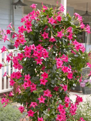 Дипладения Sundaville Classic Pink (1 шт)