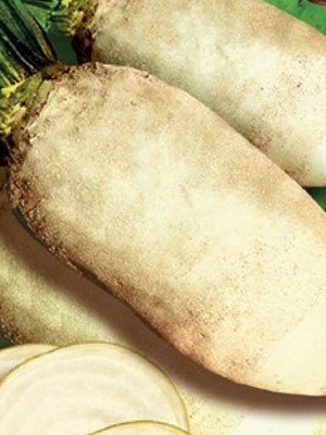 Буряк кормовий Центаур Полі (0,5 кг) - 1