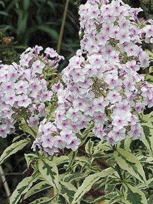 Флокс волотистий Crème de Menthe - 1