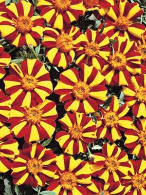 Бархатцы отклоненные Jolly Jester. желто-красно-оранжевые (0,2 г)