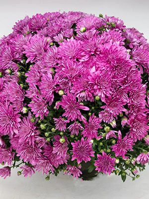 Хризантема мелкоцветковая низкорослая Branangel Pink (9 шт) - 1