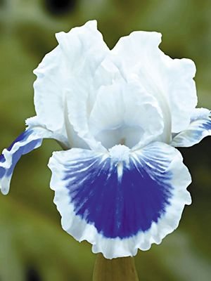 Ирисы карликовые бородатые Big Blue Eyes (1 шт) - 1