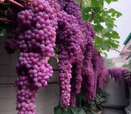Полюбіть виноград — і він відповість вам взаємністю!