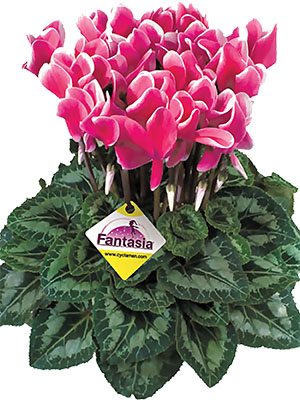 Цикламен великоквіткова Latinia Fantasia Fuchsia vif F1 (1 шт) - 1
