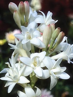 Тубероза клубневая The Pearl 10/12 (1 шт) - 1