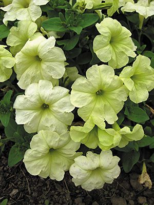 Петуния гибридная Sophistica Lime Green (6 шт)