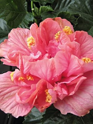 Гибискус китайский Fiori Grande Zaragoza (1 шт) - 1