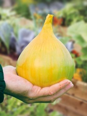 Цибуля-тиканка EXHIBITION (0,5 кг)