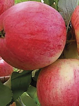 Яблоня Розовый налив (1 шт)