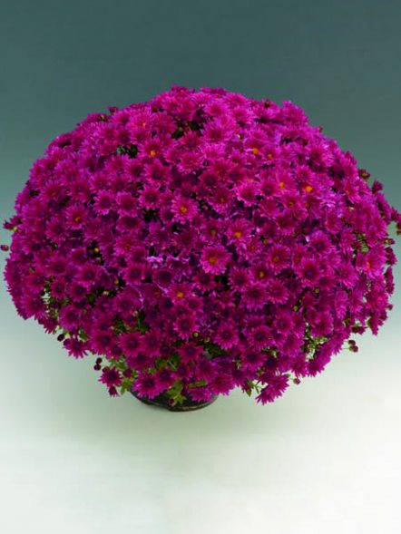 Хризантема дрібноквіткова низькоросла Branroyal Purple (3 шт) - 1
