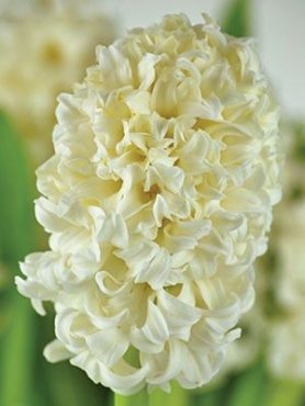 Гіацинт садовий Top White 1415 (20 шт)