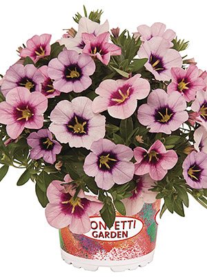 Набір рослин Confetti Garden Bloomtastic Blossoms