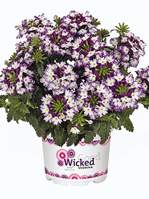 Вербена гибридная Wicked Purple (Р12) (1 шт) - 1