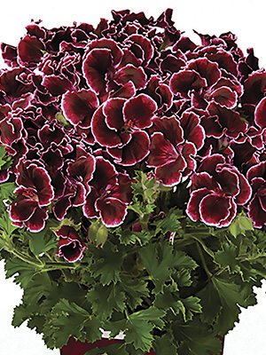 Пеларгонія великоцвіта Piccola Burgundy (1 шт) - 1