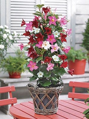 Дипладения Bloom Bells Тrio (3 шт) осень
