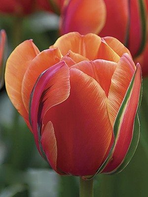 Тюльпаны Махровые поздние Queensday 12/+ (20 шт) - 1