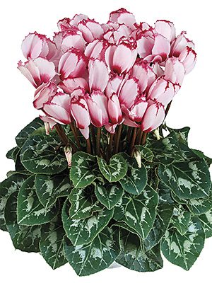 Цикламен Halios Victoria 50 Rose a Oeil F1