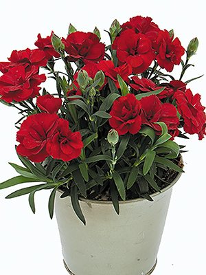 Гвоздика садова Oskar Dark Red (3 шт) - 1