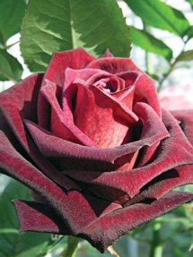 Роза чайно-гибридная Black Baccara (1 шт)