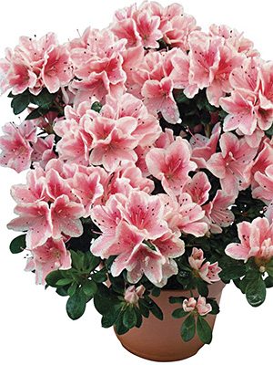 Рододендрон тупий Encore Autumn Sunburst - 1