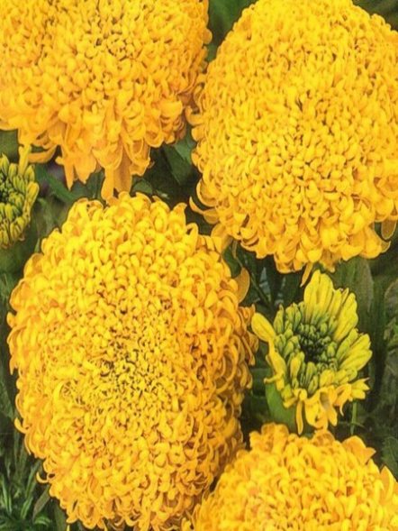 Чорнобривці Царські куполи (5 шт) - 1
