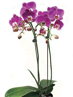 Фаленопсис гибридный Taida Pink Butterfly (1 шт)