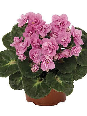 Сенполія (узамбарська фіалка) MAXI Roccoco Pink (1 шт)