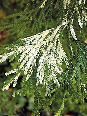 Туевик поникающий Variegata (1 шт)