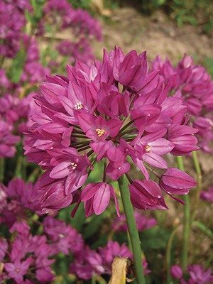 Цибуля Островського 4/+ (100 шт) - 1