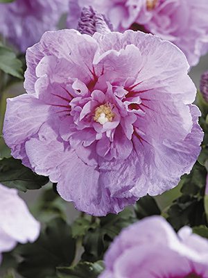 Гібіск сирійський Lavender Chiffon (1 шт) - 1