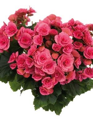 Бегония красивоцветущая (зимняя) Binos Pink (1 шт)