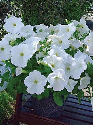 Петуния полуампельная Titan Giant White (1 шт)