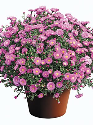 Астра новобельгийская Magic Pink (1 шт) - 1