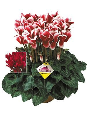 Цикламен великоквіткова Latinia Fantasia Magenta Fonce F1(1 шт) - 1