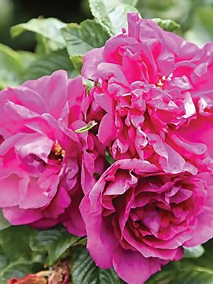 Троянда зморшкувата Roseraie De L Hay (1 шт) - 1