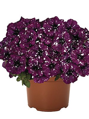 Петуния Surprise Sparkling Purple (3 шт) - 1