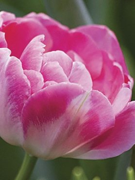 Махрові тюльпани пізні Up Pink 1112 (20 шт)