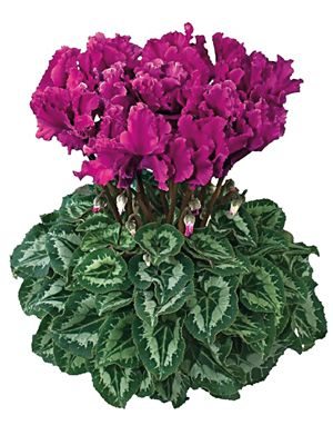 Цикламен крупноцветковый Halios Curly Violet Fonce F1 (1 шт)