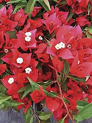 Бугенвиллея Vera Red (1 шт) осень