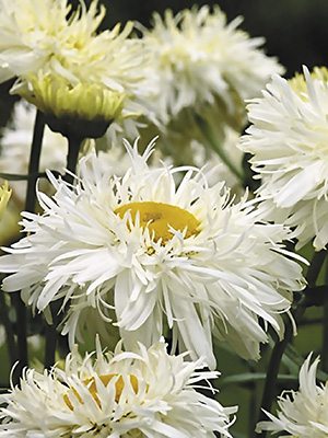 Королиця чудова Crasy Daisy (1 шт) - 1