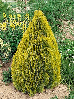 Туя восточная Pyramidalis Aurea (1 шт)