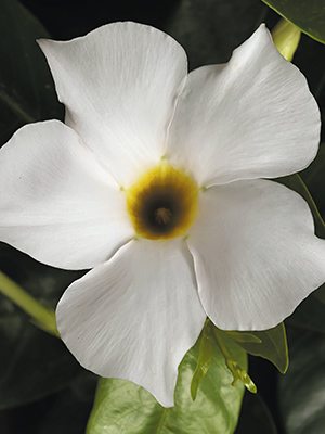 Діпладенія Rio Grande White (1 шт) - 1